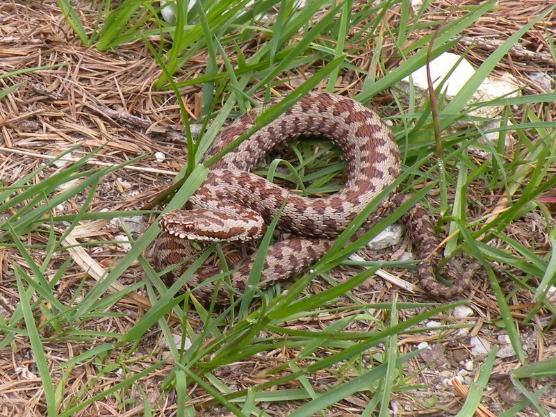 Vipera berus